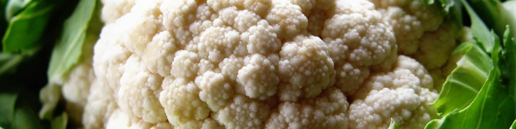 Producers, Suppliers and Distributors of Cauliflower - Marismas de Lebrija