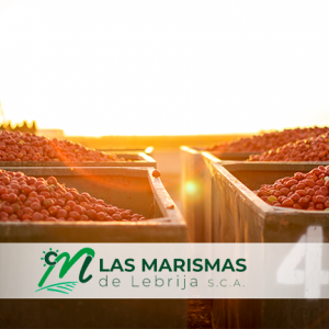 Final de campaña de concentrado de tomate 2020 en Las Marismas de Lebrija