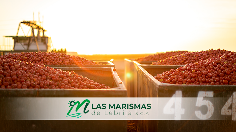 Final de campaña de concentrado de tomate 2020 en Las Marismas de Lebrija