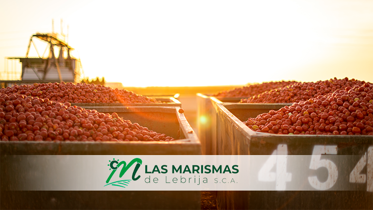 Las Marismas de Lebrija cierra la campaña procesando 34958 toneladas de concentrado de tomate - Las Marismas