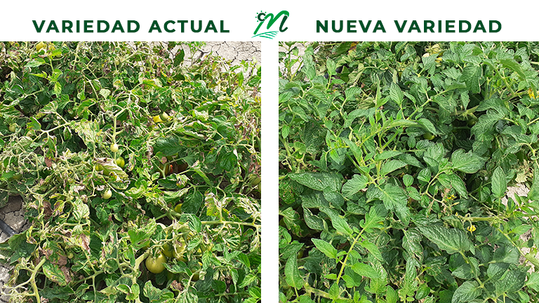El Departamento de I+D+i de Las Marismas de Lebrija propone soluciones alternativas a los problemas presentes en las variedades de tomate - Las Marismas