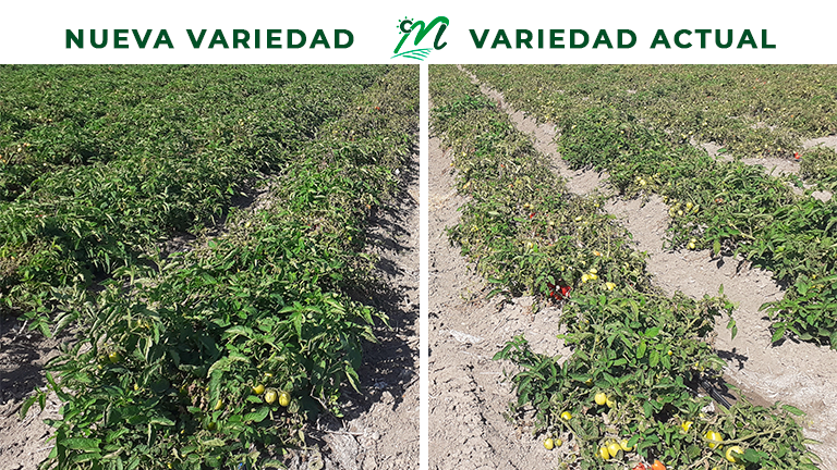 El Departamento de I+D+i de Las Marismas de Lebrija propone soluciones alternativas a los problemas presentes en las variedades de tomate - Las Marismas