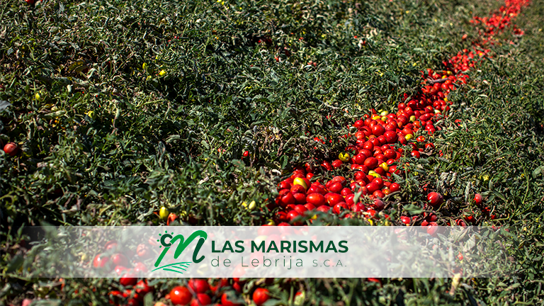 El Departamento de I+D+i de Las Marismas de Lebrija propone soluciones alternativas a los problemas presentes en las variedades de tomate - Las Marismas