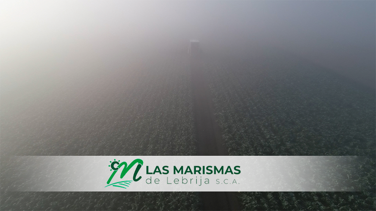 efectos heladas y borrasca filomena en las marismas de lebrija