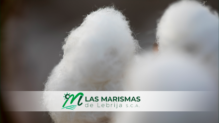Esta semana se abonará el pago de 50 millones en ayudas especiales al sector del algodón en Andalucía - Las Marismas