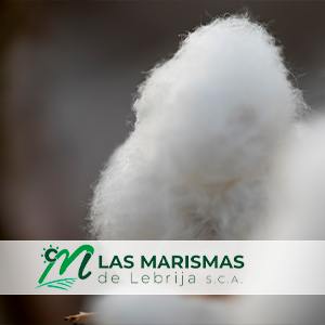 ayudas al algodón andaluz