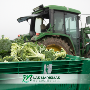 Productores de brócolis de Las Marismas de Lebrija en la campaña 2020-2021