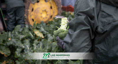 Actividad de recogida como productores de brócolis en Las Marismas de Lebrija