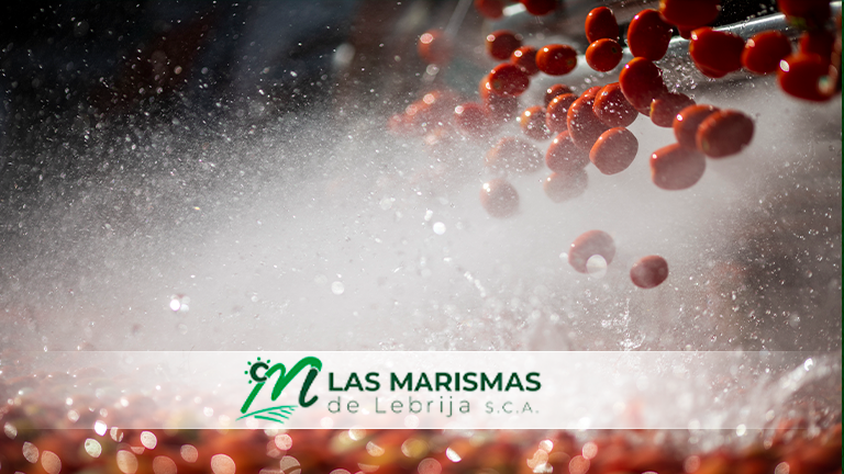 Las Marismas de Lebrija SCA, entre los 50 mayores productores de tomate concentrado del mundo - Las Marismas Las Marismas de Lebrija SCA, entre los 50 mayores productores de tomate concentrado del mundo - Las Marismas