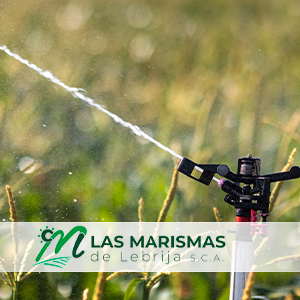 recorte dotacion agua chg en el bajo guadalquivir