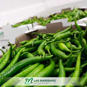 Variedades pimientos picantes: serenade, Cayenne, padrón y jalapeño