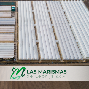 Ayudas a la transformación y modernización invernaderos.