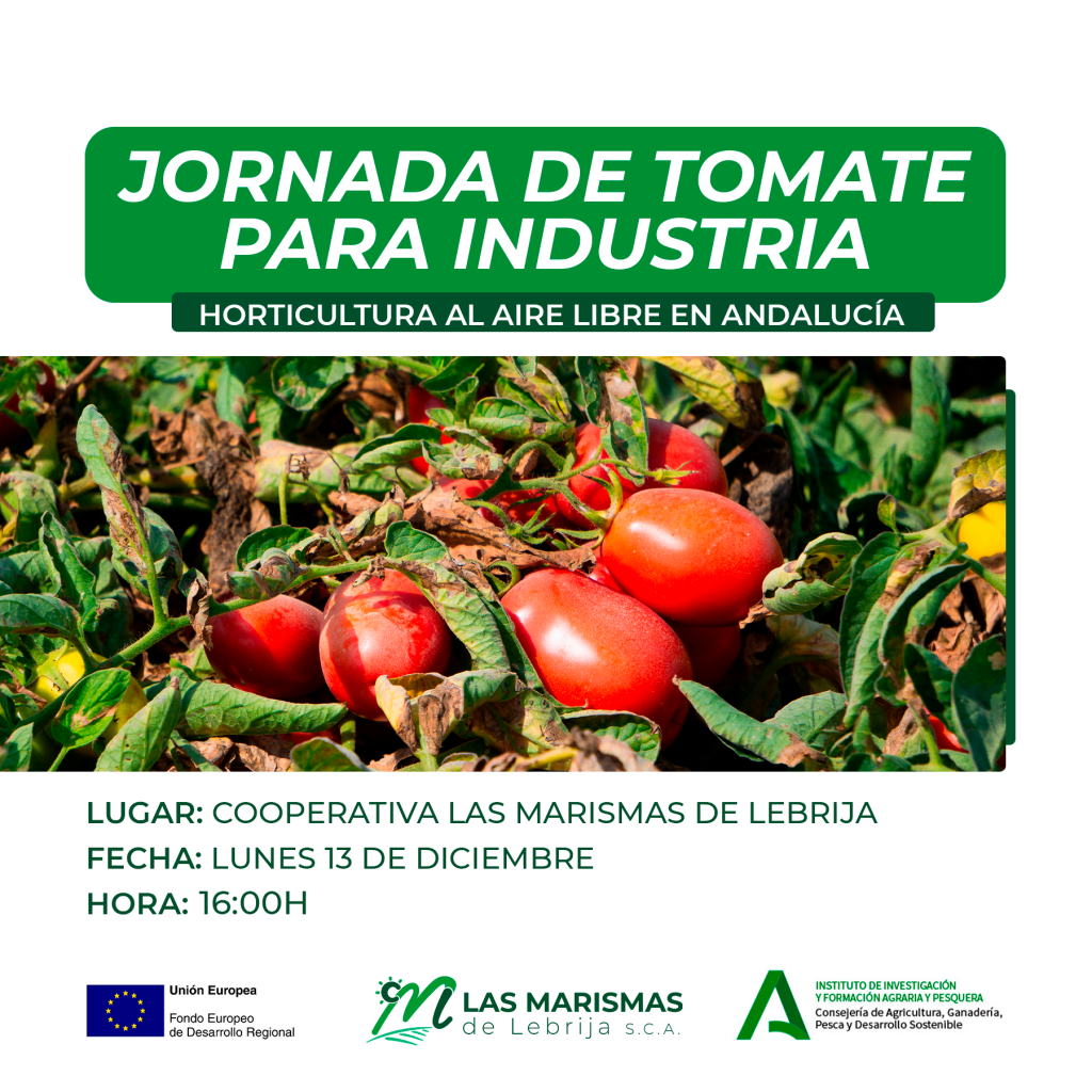 Jornada de Tomate para Industria, el lunes 13 de diciembre en Las Marismas de Lebrija - Las Marismas