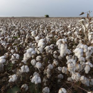 Algodón sostenible de Las Marismas de Lebrija cultivado mediante Producción Integrada
